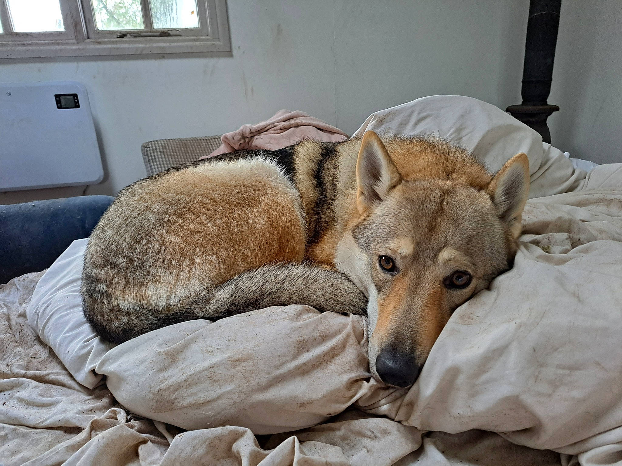 Tanji joined the competition — help win amazing prizes! art, canidae, canis, carnivore, comfort, companion_dog, dog, dog_breed, fawn, flooring, fur, linens, nap, snout, sporting_group, terrestrial_animal, whiskers, wildlife, window, working_animal