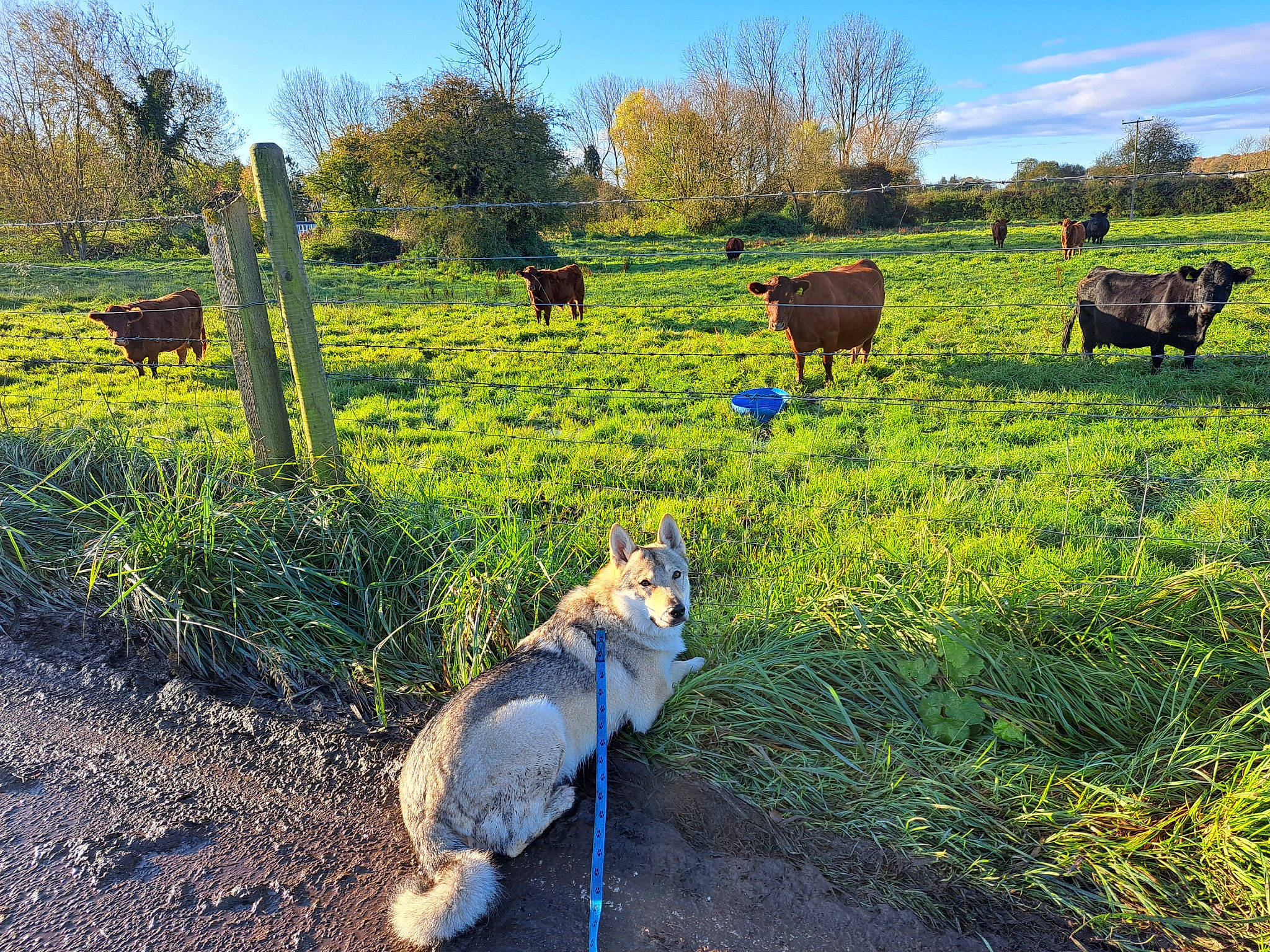 Tanji joined the competition — help win amazing prizes! agriculture, dairy_cow, fawn, grass, grass_family, grassland, grazing, green, landscape, livestock, meadow, natural_landscape, plain, plant, prairie, rural_area, sky, terrestrial_animal, tree, working_animal