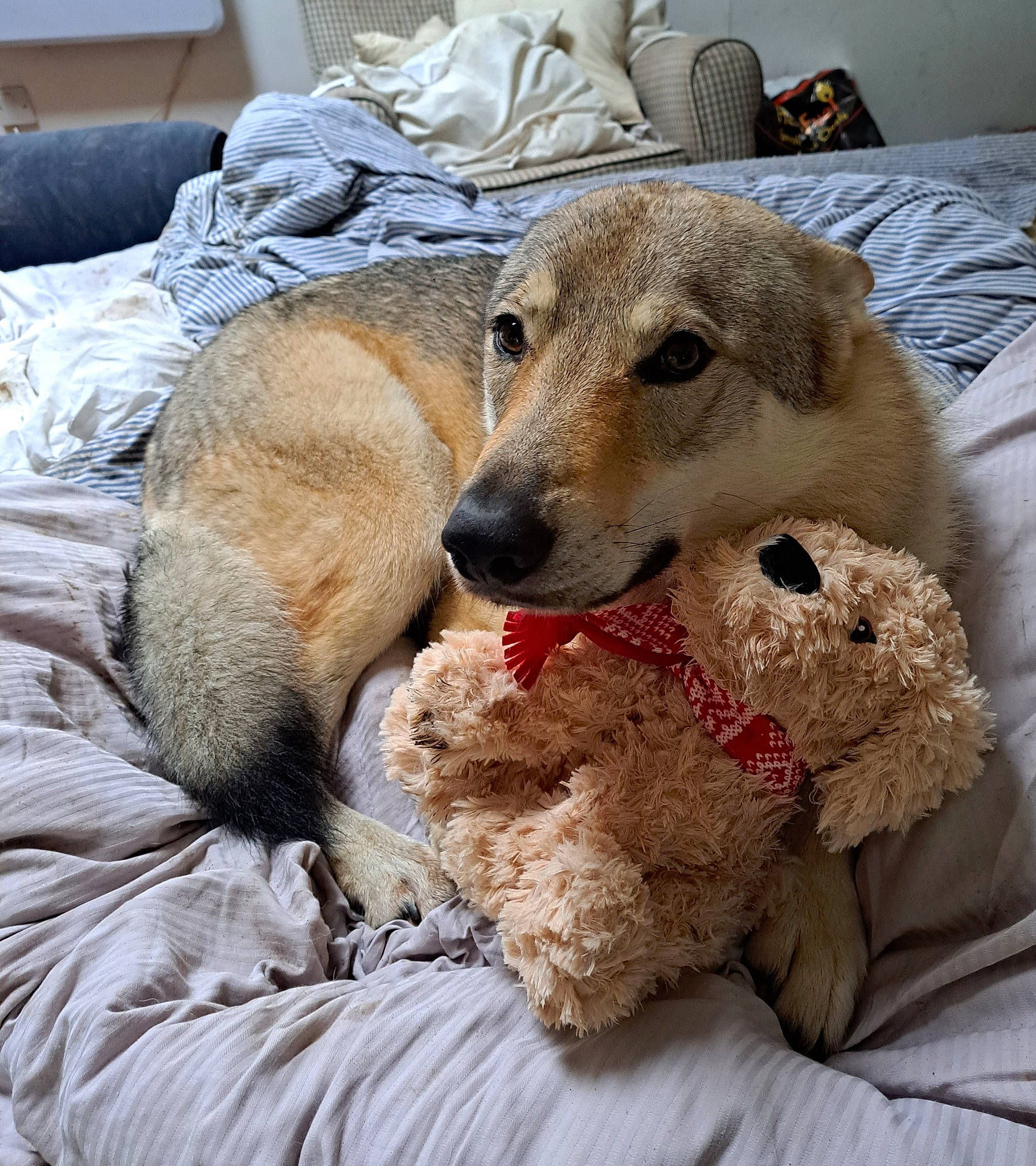 Tanji is registered to the contest to win money with this photo: bedding, borzoi, carnivore, comfort, companion_dog, couch, dog, dog_breed, fawn, fur, linens, puppy, sighthound, silken_windhound, sporting_group, terrestrial_animal, textile, throw_pillow, whiskers, working_animal
