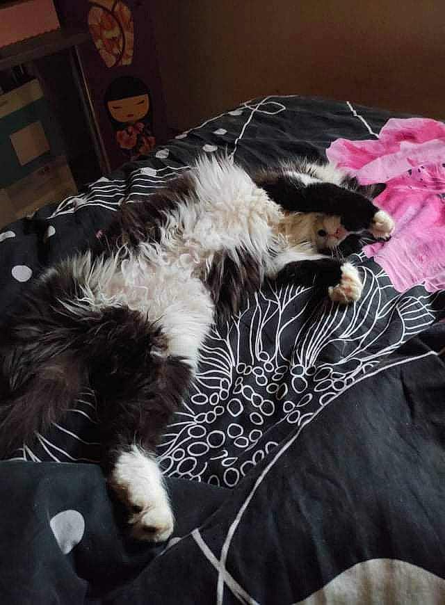 Lili participe au concours pour gagner de l'argent avec cette photo : black, canidae, carnivore, cloud, comfort, companion_dog, couch, dog, dog_breed, dog_supply, felidae, fur, nap, room, small_to_medium_sized_cats, sporting_group, tail, terrier, toy_dog, whiskers