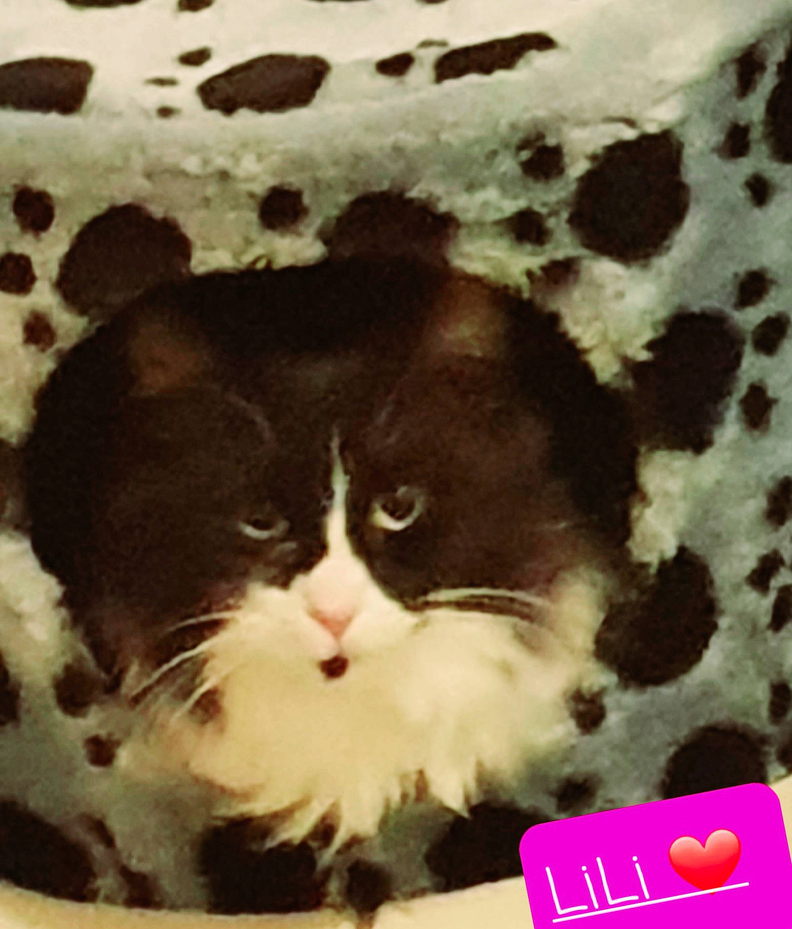 Lili a rejoint le concours — aidez-le/la à gagner de superbes lots ! carnivore, cat, felidae, font, fur, magenta, mammal, pattern, photo_caption, photograph, rectangle, small_to_medium_sized_cats, snapshot, snout, square, tail, terrestrial_animal, tints_and_shades, vertebrate, whiskers