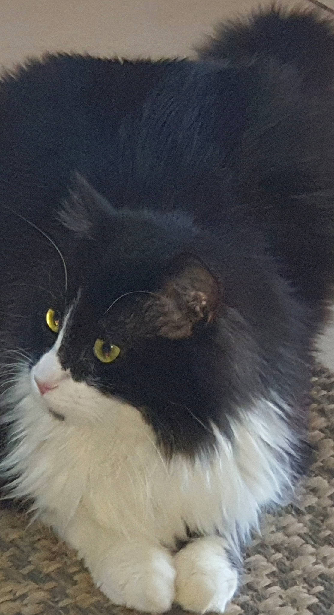 Lili participe au concours pour gagner de l'argent avec cette photo : art, black_cat, british_longhair, carnivore, cat, felidae, fur, grass, iris, plant, small_to_medium_sized_cats, snout, tail, terrestrial_animal, whiskers