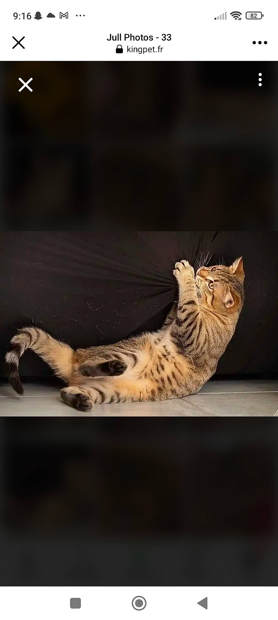 Jull participe au concours pour gagner de l'argent avec cette photo : art, artifact, big_cats, carnivore, cat, darkness, domestic_short_haired_cat, fawn, felidae, fur, paw, small_to_medium_sized_cats, snout, still_life_photography, tail, terrestrial_animal, whiskers, wildlife, window, wood