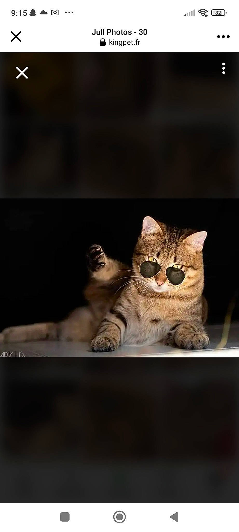 Jull a rejoint le concours — aidez-le/la à gagner de superbes lots ! carnivore, cat, claw, darkness, domestic_short_haired_cat, fawn, felidae, fur, paw, photo_caption, sitting, small_to_medium_sized_cats, snout, still_life_photography, tail, terrestrial_animal, whiskers, wildlife, window, wood