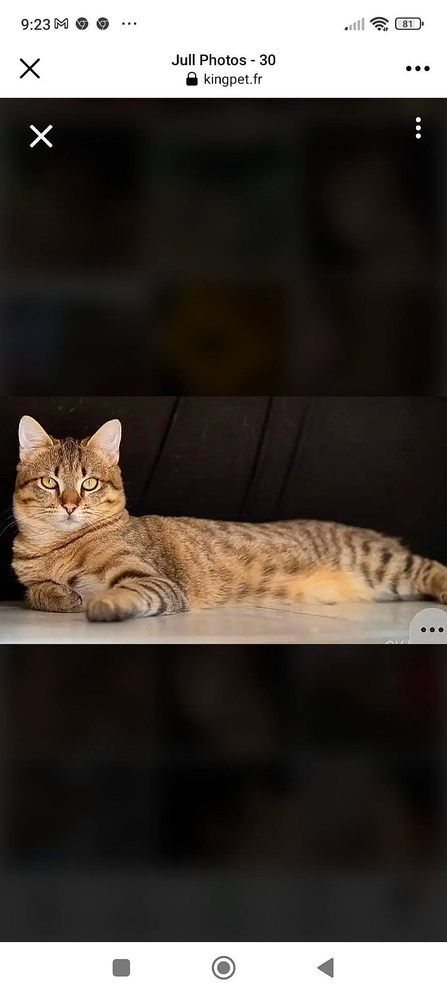 Jull participe au concours pour gagner de l'argent avec cette photo : carnivore, cat, claw, close_up, comfort, domestic_short_haired_cat, eye, fawn, felidae, fur, paw, sitting, small_to_medium_sized_cats, snout, tail, terrestrial_animal, whiskers, wildlife, window, wood