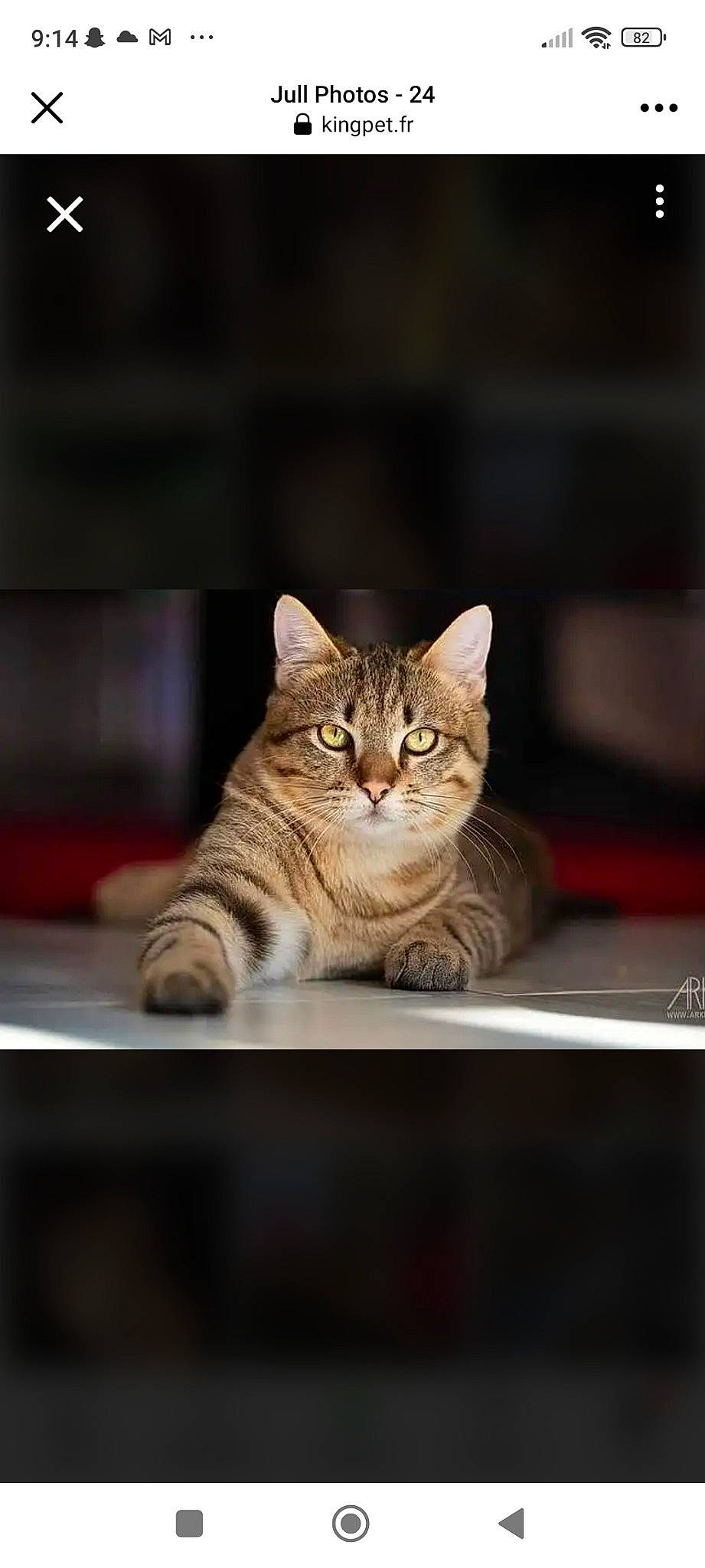 Jull participe au concours pour gagner de l'argent avec cette photo : carnivore, cat, claw, domestic_short_haired_cat, eye, fawn, felidae, fur, paw, photo_caption, sitting, small_to_medium_sized_cats, snout, tail, terrestrial_animal, tree, whiskers, wildlife, window, wood