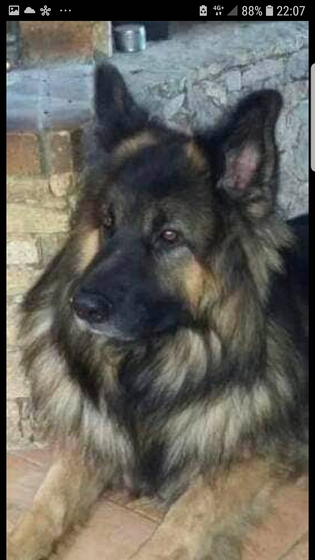 Camaro participe au concours pour gagner de l'argent avec cette photo : canidae, canis, carnivore, companion_dog, dog, dog_breed, fawn, fur, german_shepherd_dog, herding_dog, king_shepherd, old_german_shepherd_dog, plant, rectangle, snapshot, snout, sporting_group, terrestrial_animal, working_animal, working_dog