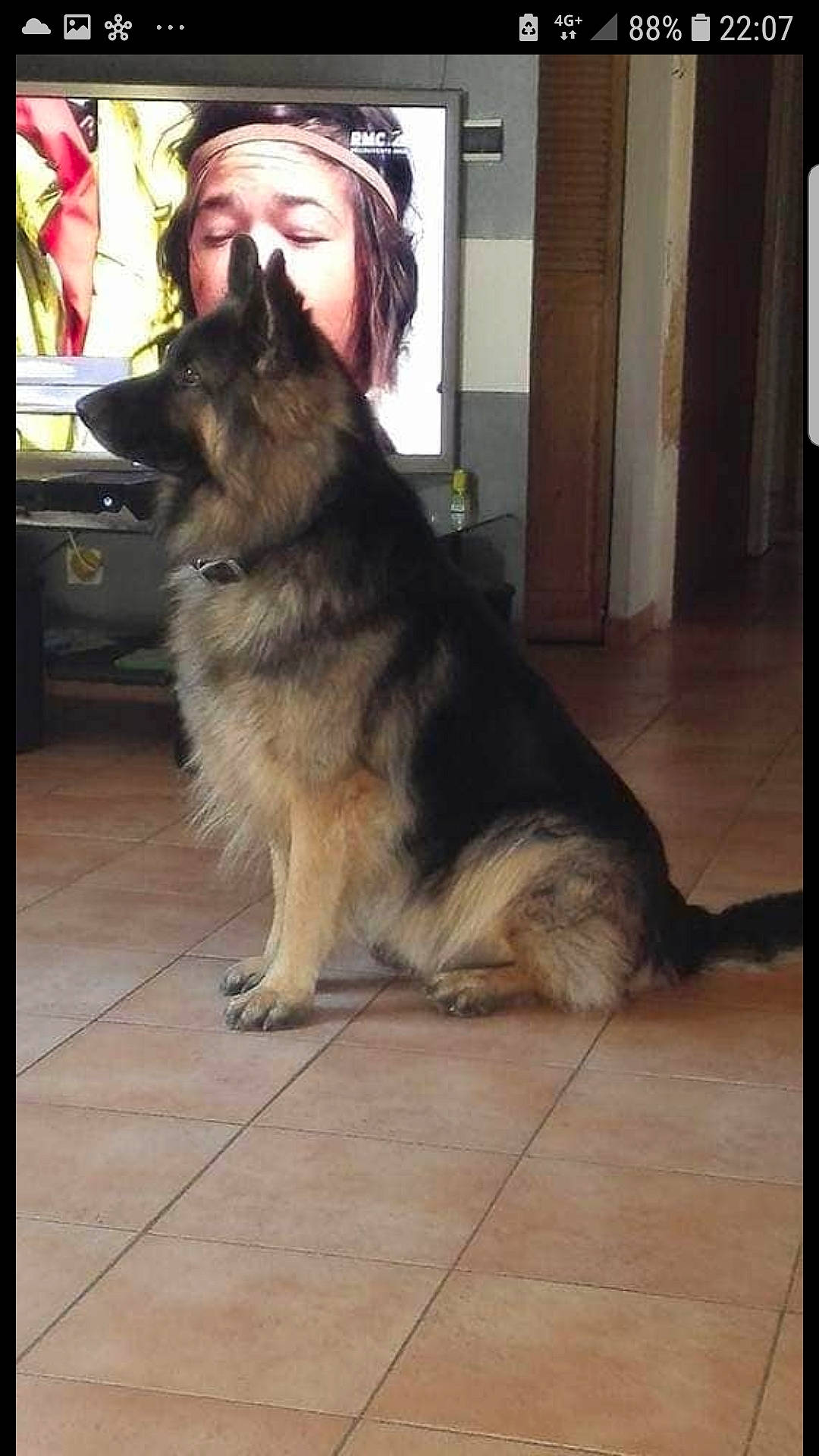 Camaro a rejoint le concours — aidez-le/la à gagner de superbes lots ! canis, carnivore, companion_dog, dog, dog_breed, door, east_european_shepherd, flooring, fur, german_shepherd_dog, guard_dog, hardwood, hat, herding_dog, king_shepherd, tail, terrestrial_animal, wood, working_animal, working_dog