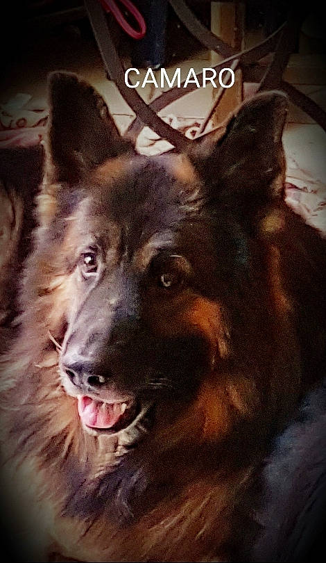 Camaro a rejoint le concours — aidez-le/la à gagner de superbes lots ! art, canidae, canis, carnivore, companion_dog, dog, dog_breed, flash_photography, fur, herding_dog, illustration, iris, logo, photo_caption, snout, sporting_group, whiskers, window, working_animal, working_dog