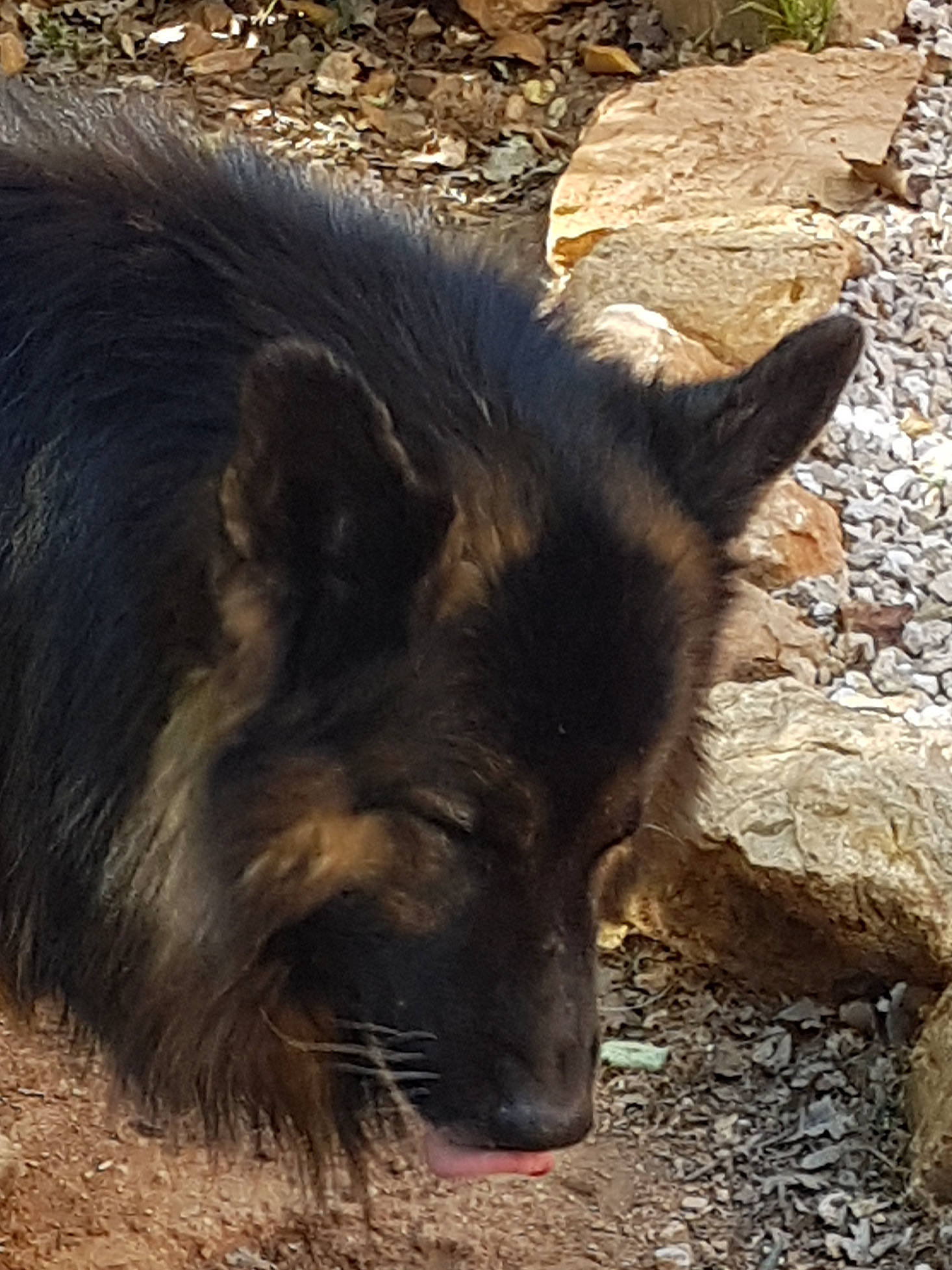 Camaro participe au concours pour gagner de l'argent avec cette photo : canidae, canis, carnivore, dog, dog_breed, fur, german_spitz_mittel, snout, soil, sporting_group, terrestrial_animal, wildlife, working_dog, zoo