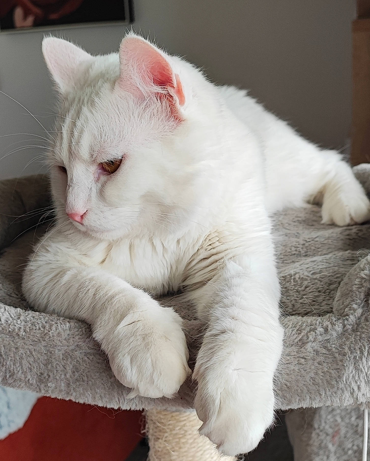 Saxo participe au concours pour gagner de l'argent avec cette photo : carnivore, cat, claw, comfort, domestic_short_haired_cat, eye, felidae, foot, fur, paw, small_to_medium_sized_cats, snout, tail, terrestrial_animal, whiskers