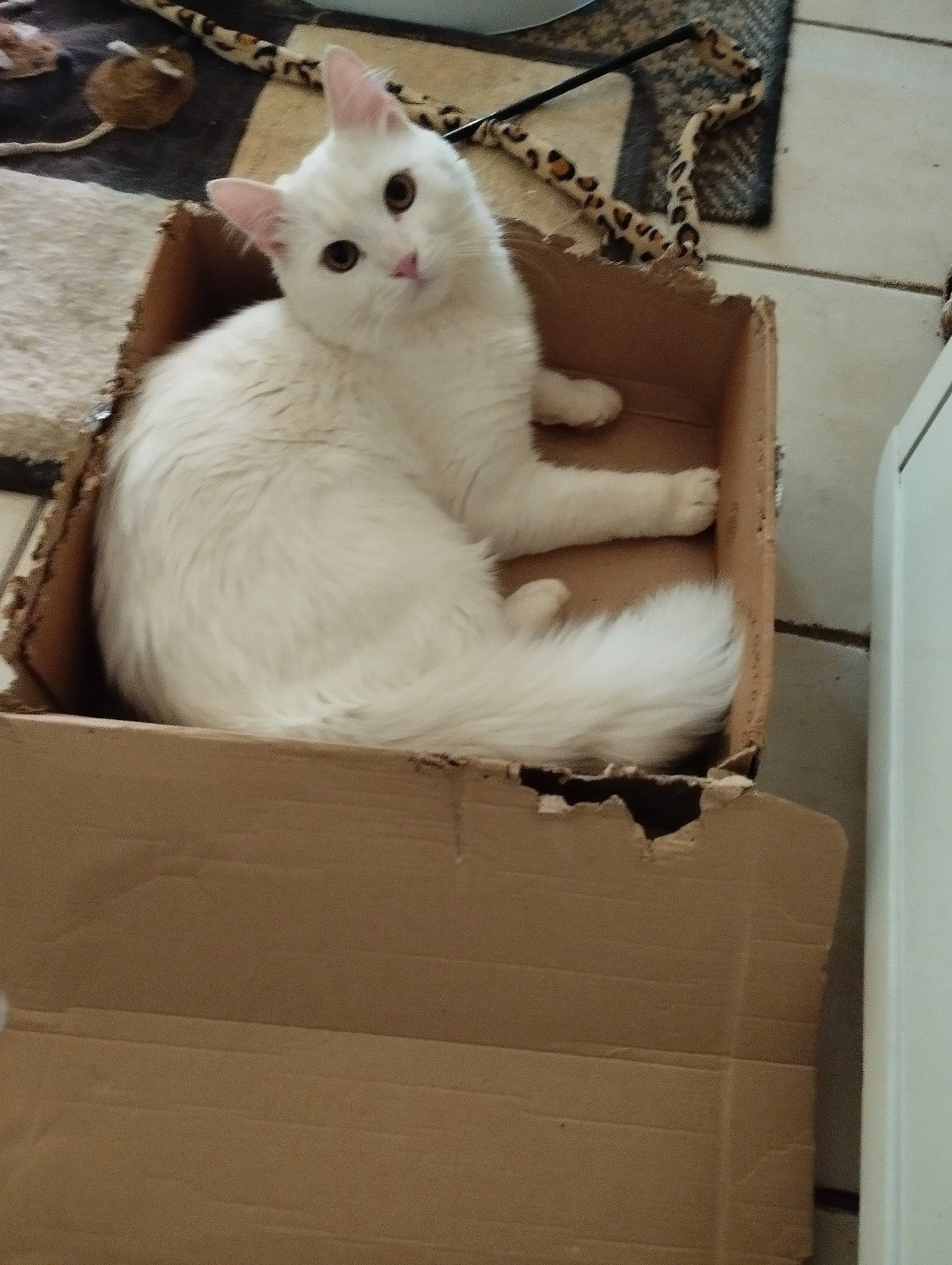 Saxo participe au concours pour gagner de l'argent avec cette photo : carnivore, cat, chair, comfort, domestic_short_haired_cat, felidae, fur, metal, paw, room, sitting, small_to_medium_sized_cats, tail, whiskers, wood