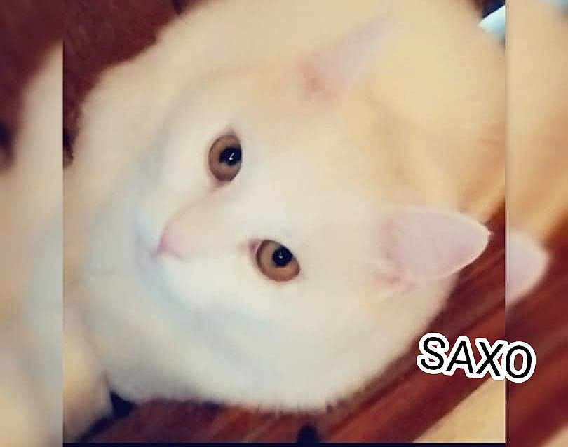 Saxo