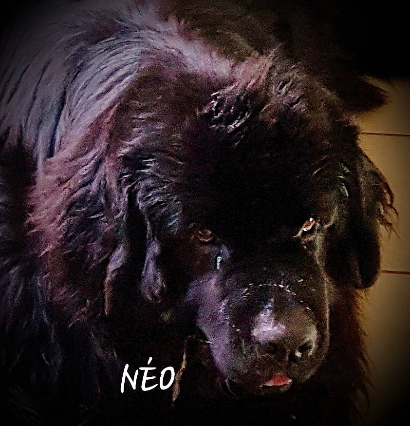 Néo participe au concours pour gagner de l'argent avec cette photo : canidae, carnivore, companion_dog, darkness, dog, dog_breed, fur, gaddi_kutta, giant_dog_breed, gun_dog, liver, sporting_group, toy_dog, water_dog, whiskers, working_animal