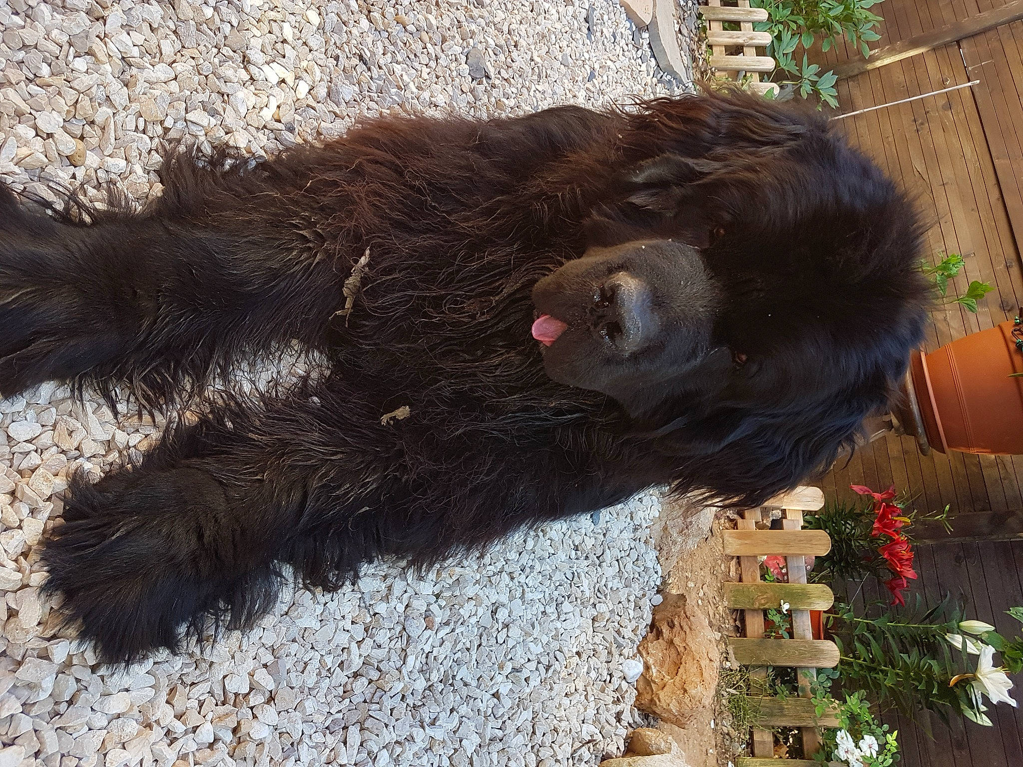 Néo participe au concours pour gagner de l'argent avec cette photo : canidae, carnivore, claw, dog_breed, fur, liver, natural_material, paw, plant, snout, sporting_group, tail, terrestrial_animal, working_animal