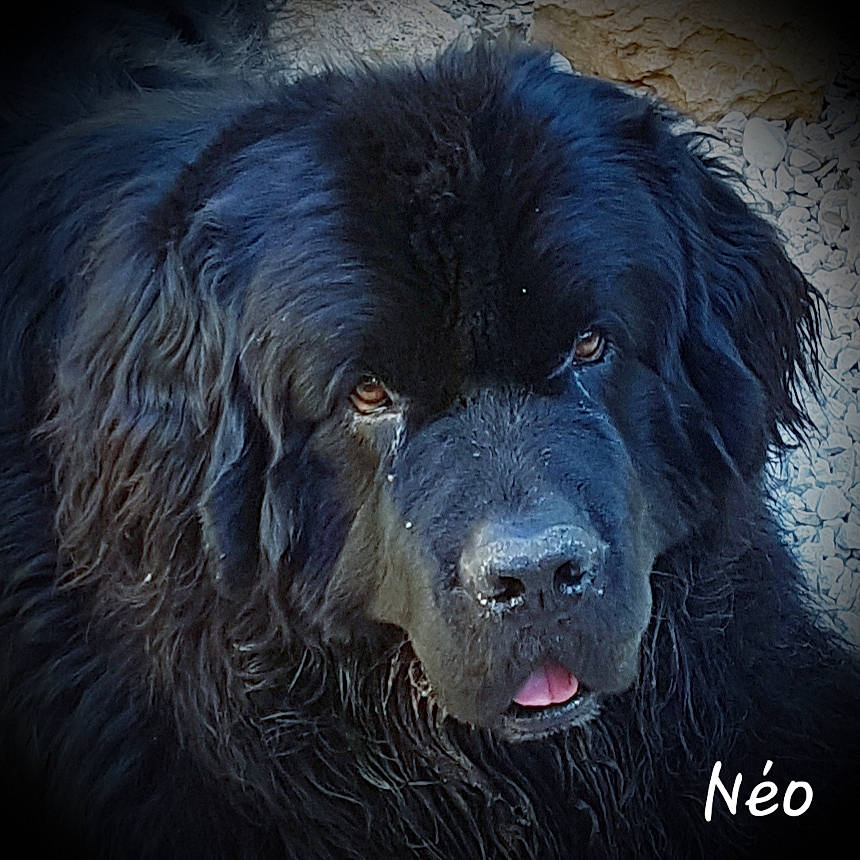 Néo participe au concours pour gagner de l'argent avec cette photo : ancient_dog_breeds, art, borador, canidae, carnivore, companion_dog, darkness, dog, dog_breed, electric_blue, fur, gaddi_kutta, giant_dog_breed, gun_dog, snout, sporting_group, terrestrial_animal, working_animal, working_dog
