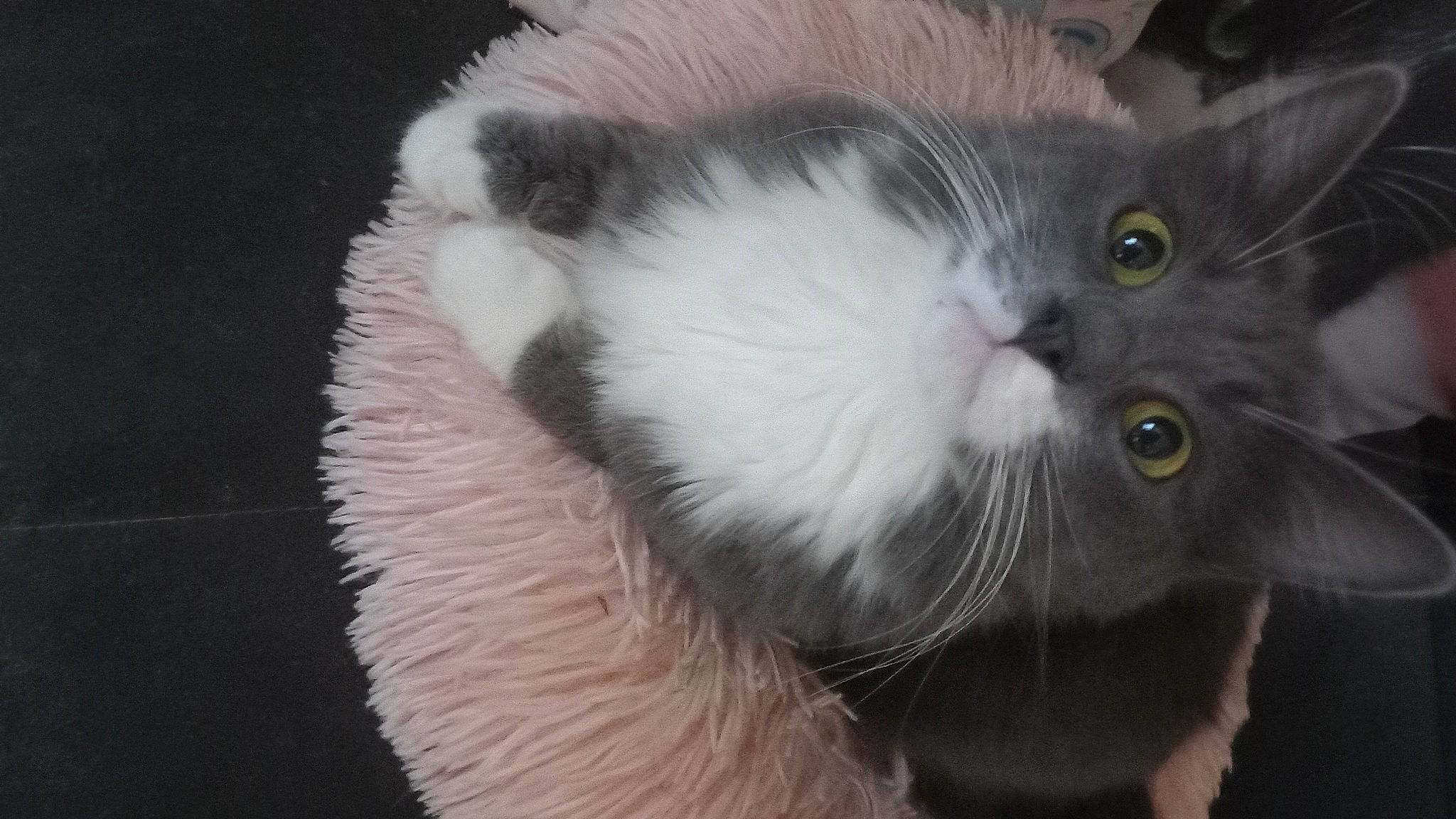 Lola a rejoint le concours — aidez-le/la à gagner de superbes lots ! balinese, carnivore, cat, claw, domestic_short_haired_cat, ear, fawn, felidae, fur, paw, small_to_medium_sized_cats, snout, tail, whiskers