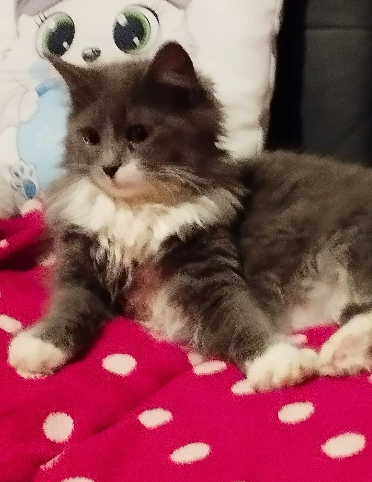 Lola a rejoint le concours — aidez-le/la à gagner de superbes lots ! birman, box, british_longhair, carnivore, cat, claw, comfort, companion_dog, domestic_short_haired_cat, fawn, felidae, flooring, fur, paw, photo_caption, ragdoll, small_to_medium_sized_cats, snout, tail, whiskers