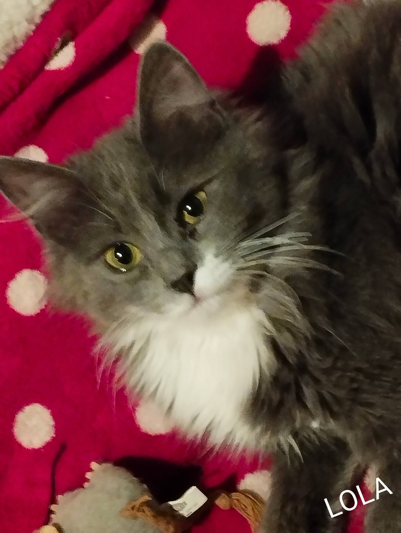 Lola a rejoint le concours — aidez-le/la à gagner de superbes lots ! british_longhair, carnivore, cat, cat_supply, claw, domestic_short_haired_cat, event, eye, felidae, fur, lap, maine_coon, paw, photo_caption, small_to_medium_sized_cats, snout, tail, terrestrial_animal, whiskers