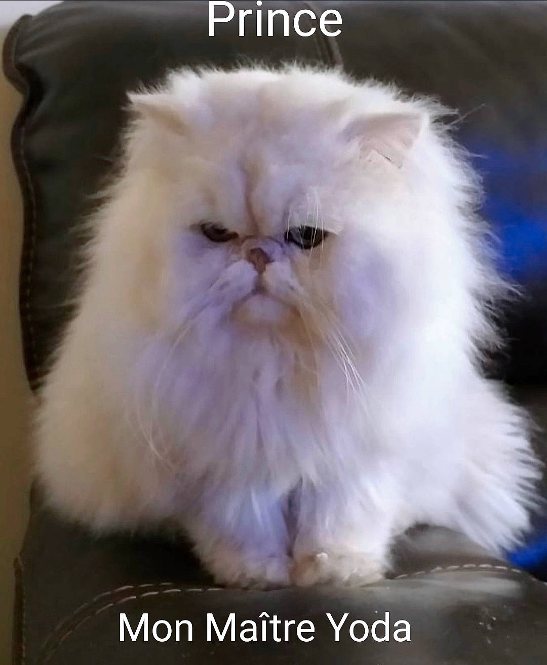 Prince participe au concours pour gagner de l'argent avec cette photo : carnivore, cat, event, eye, felidae, fur, persian, photo_caption, plant, small_to_medium_sized_cats, snout, terrestrial_animal, whiskers