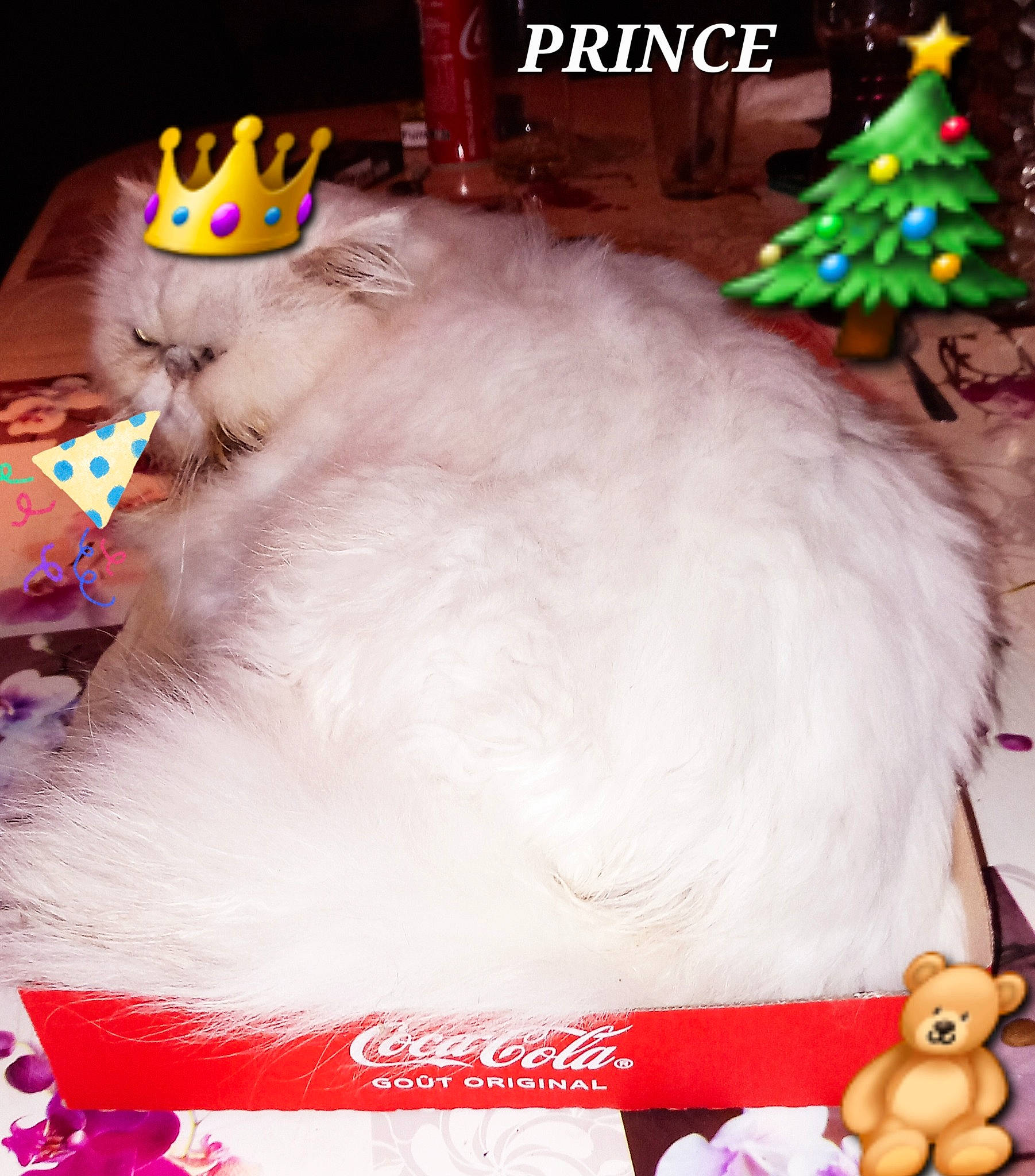 Prince participe au concours pour gagner de l'argent avec cette photo : carnivore, cat, companion_dog, costume, entertainment, event, felidae, font, fun, fur, holiday, inflatable, mammal, paw, small_to_medium_sized_cats, tail, toy, vertebrate, whiskers, white