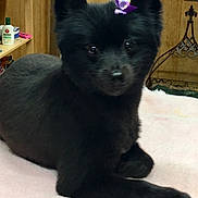 Phoebe is registered to the contest to win money with this photo: animal, black_dog, blanket, bottle, bow, companion, cozy, curious, cute, dog, domestic, furniture, indoor, lying_down, pet, portrait, shelf, small_dog, soft_texture, wood_paneling