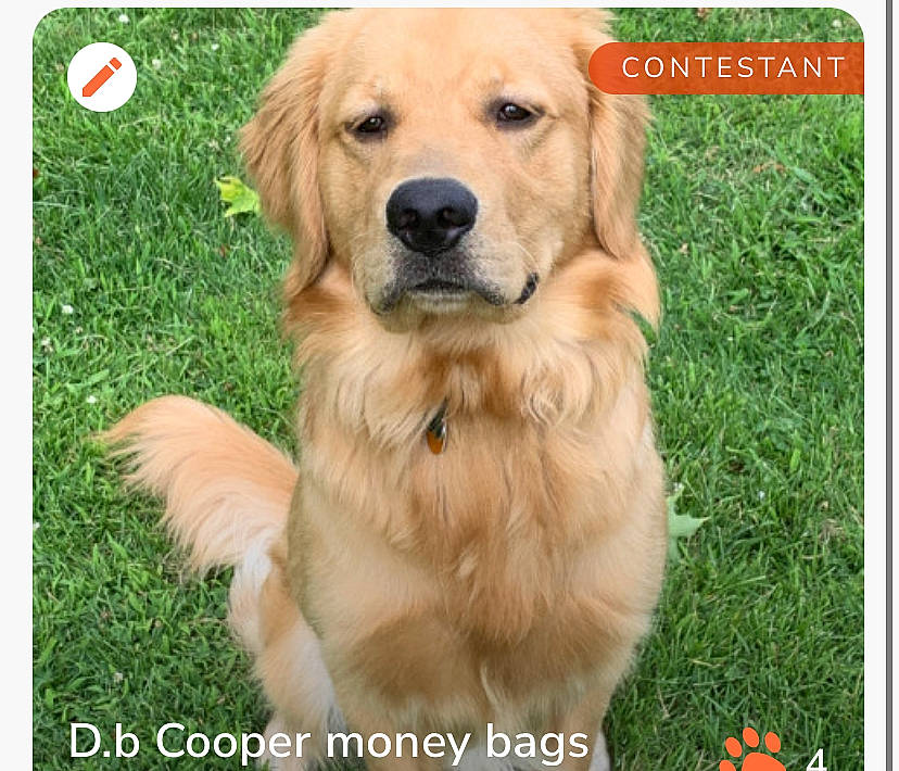 Db Cooper is registered to the contest to win money with this photo: ancient_dog_breeds, carnivore, companion_dog, dog, dog_breed, event, fawn, font, fur, golden_retriever, grass, gun_dog, paw, photo_caption, plant, rectangle, sporting_group, whiskers, working_dog