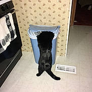 Buster joined the competition — help win amazing prizes! animal, appliance, black_cat, cat, curious, domestic, doorway, floor, floor_vent, hind_legs, home, indoor, investigating, kitchen, pet, stove, tail, towel, trash_bin, wallpaper