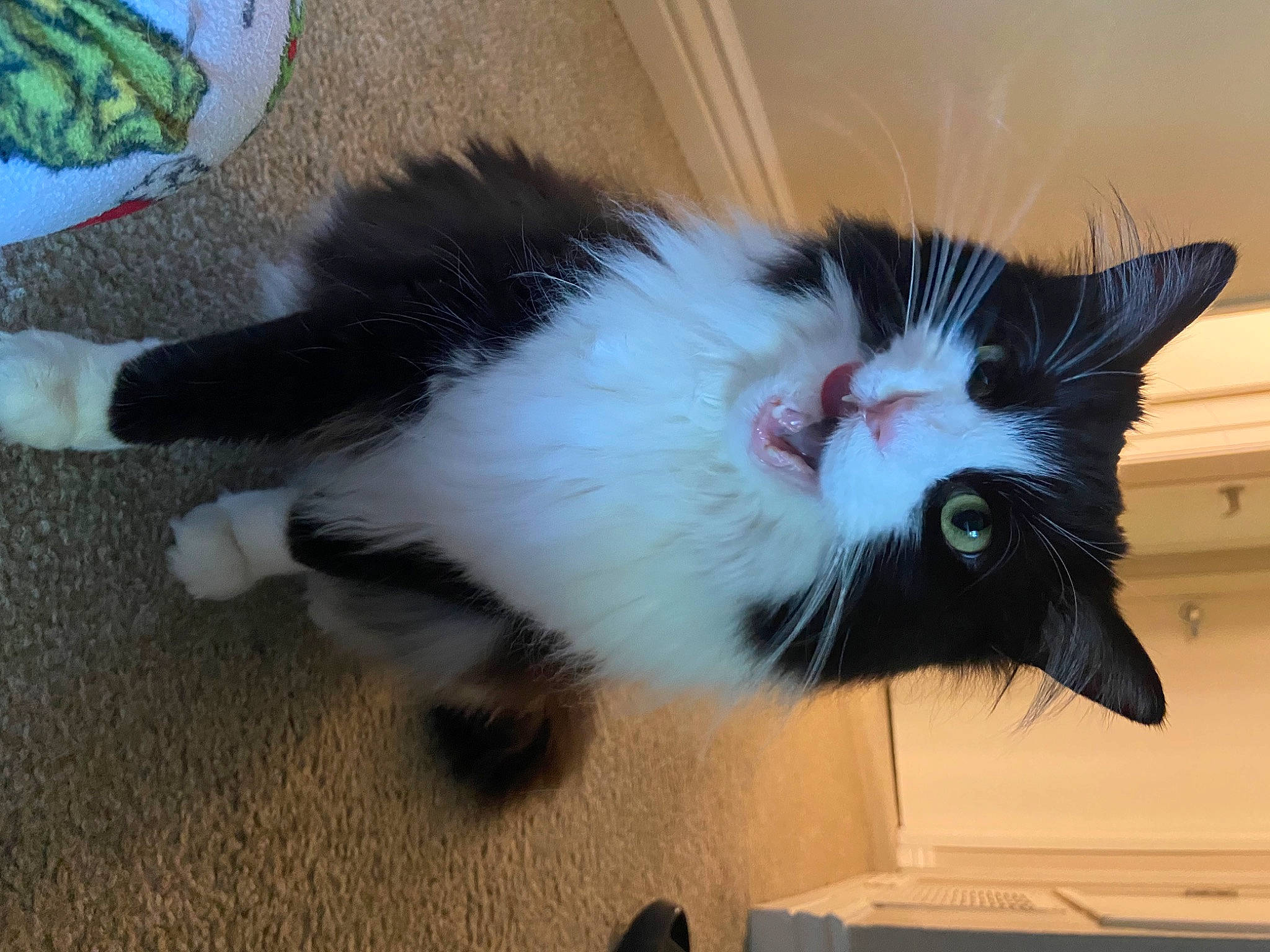 Maralyn joined the competition — help win amazing prizes! carnivore, cat, claw, comfort, domestic_short_haired_cat, eye, felidae, flooring, foot, fur, hardwood, paw, plant, small_to_medium_sized_cats, snout, tail, whiskers, window