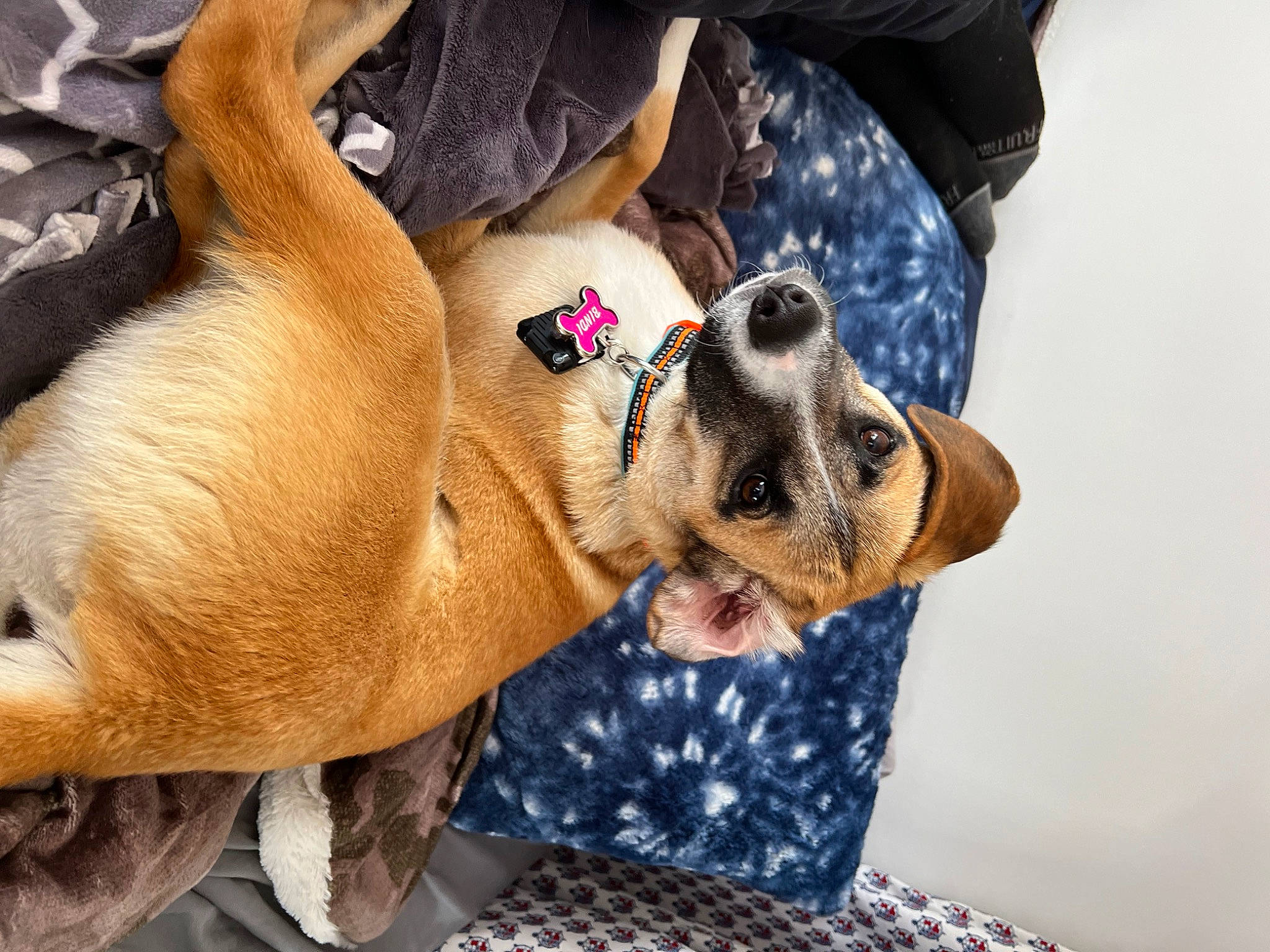 Bindi joined the competition — help win amazing prizes! ancient_dog_breeds, bulldog, canidae, carnivore, comfort, companion_dog, dog, dog_breed, fawn, nap, non_sporting_group, paw, snout, sporting_group, sunglasses, working_animal, wrinkle