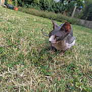 Tianna participe au concours pour gagner de l'argent avec cette photo : sphynx_cat, hairless_cat, cat, animal, pet, outdoor, grass, garden, greenery, house, ears, wrinkled_skin, feline, nature, daylight, mammal, curious, crouching, closeup, background