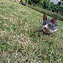 sphynx_cat, cat, hairless_cat, animal, pet, grass, lawn, garden, outdoor, greenery, house, plant_pot, daylight, furless, curious, crouching, wildlife, mammal, nature, eyes
