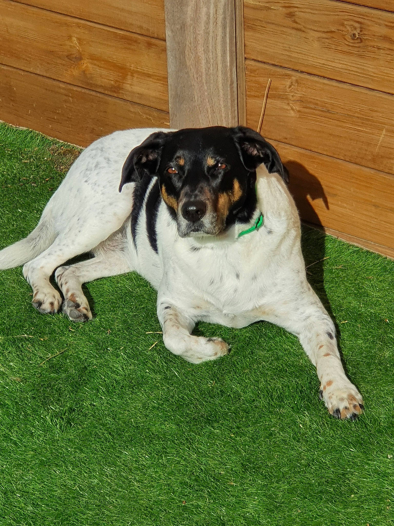 Loute participe au concours pour gagner de l'argent avec cette photo : braque_dauvergne, brazilian_terrier, canidae, carnivore, companion_dog, danish_swedish_farmdog, dog, dog_breed, grass, mammal, plant, rat_terrier, ratonero_bodeguero_andaluz, sporting_group, tail, teddy_roosevelt_terrier, treeing_walker_coonhound, vertebrate