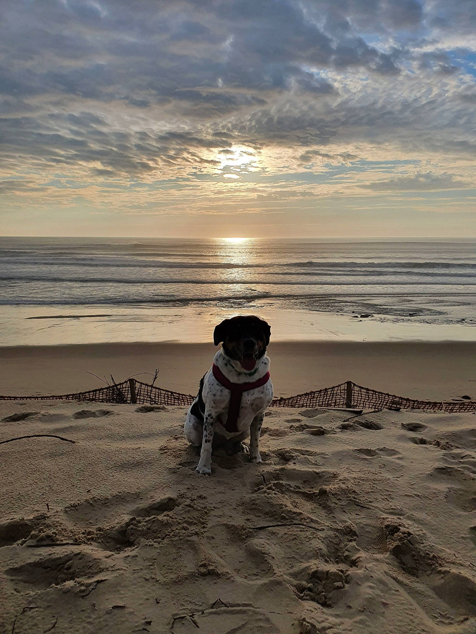 Loute a rejoint le concours — aidez-le/la à gagner de superbes lots ! beach, calm, canidae, cloud, coast, coastal_and_oceanic_landforms, dog, dog_breed, evening, horizon, mudflat, ocean, sand, sea, shore, sky, sporting_group, sunset, vacation, wave