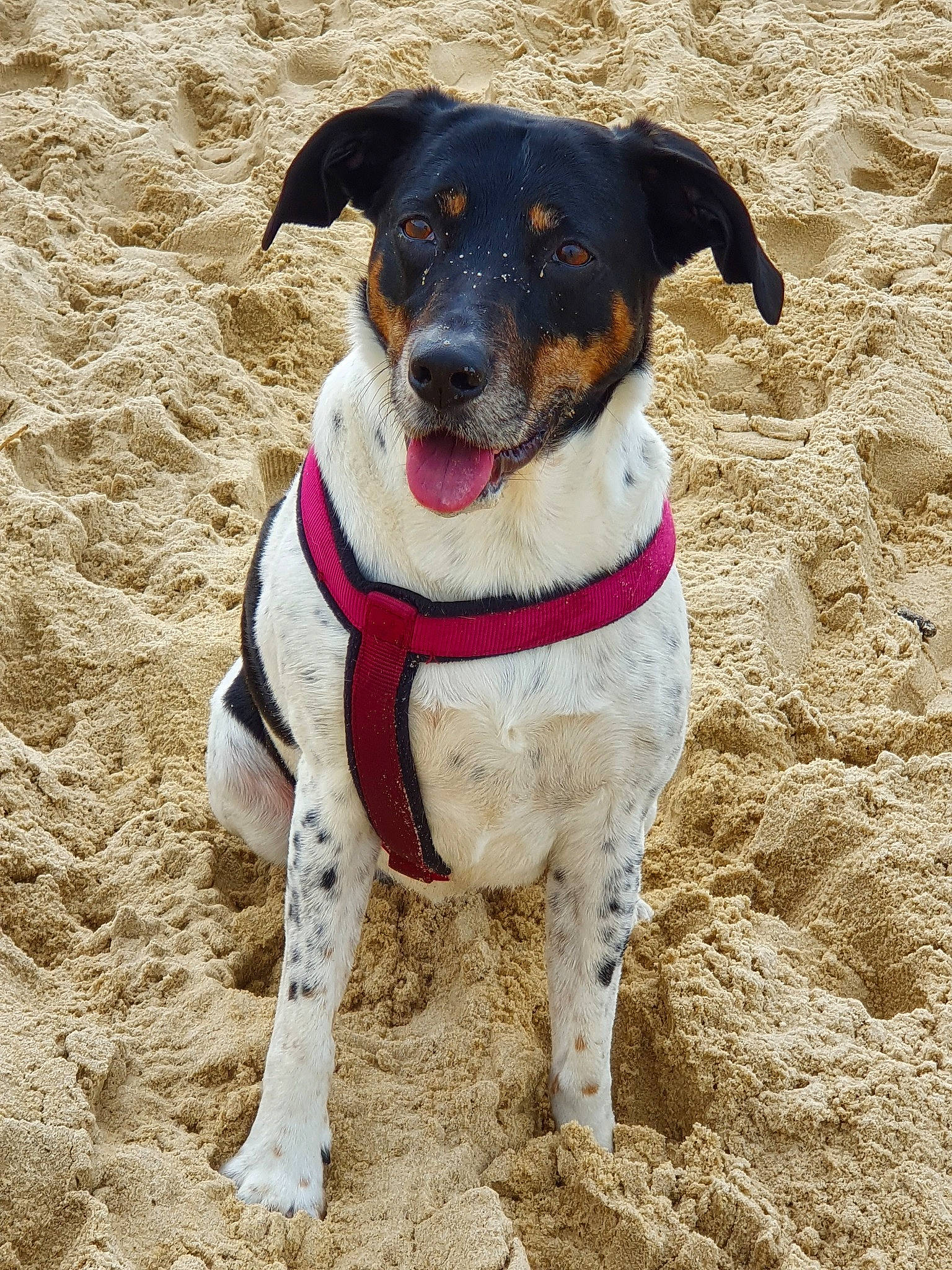 Loute participe au concours pour gagner de l'argent avec cette photo : brazilian_terrier, canidae, carnivore, companion_dog, danish_swedish_farmdog, dog, dog_breed, feist, mammal, rare_breed_dog, rat_terrier, ratonero_bodeguero_andaluz, teddy_roosevelt_terrier, terrier, vertebrate