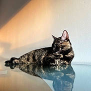 Mimi participe au concours pour gagner de l'argent avec cette photo : animal, calm, cat, cozy, domestic, feline, glass_surface, indoor, peaceful, pet, quiet, reflection, relaxed, resting, shadow, sleeping, soft_light, sunlight, tortoiseshell_cat, wall