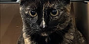 Mimi participe au concours pour gagner de l'argent avec cette photo : animal, background, box, cat, closeup, curious, domestic, ears, eyes, face, fur, furniture, hair_dryer, household_items, indoor, looking, pet, table, tortoiseshell, whiskers