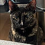 animal, background, box, cat, closeup, curious, domestic, ears, eyes, face, fur, furniture, hair_dryer, household_items, indoor, looking, pet, table, tortoiseshell, whiskers