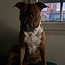 dog, brown, white, pet, animal, indoor, window, shadow, quiet, sitting, calm, furniture, natural_light, portrait, canine, domestic_animal, resting, side_view, house, companion