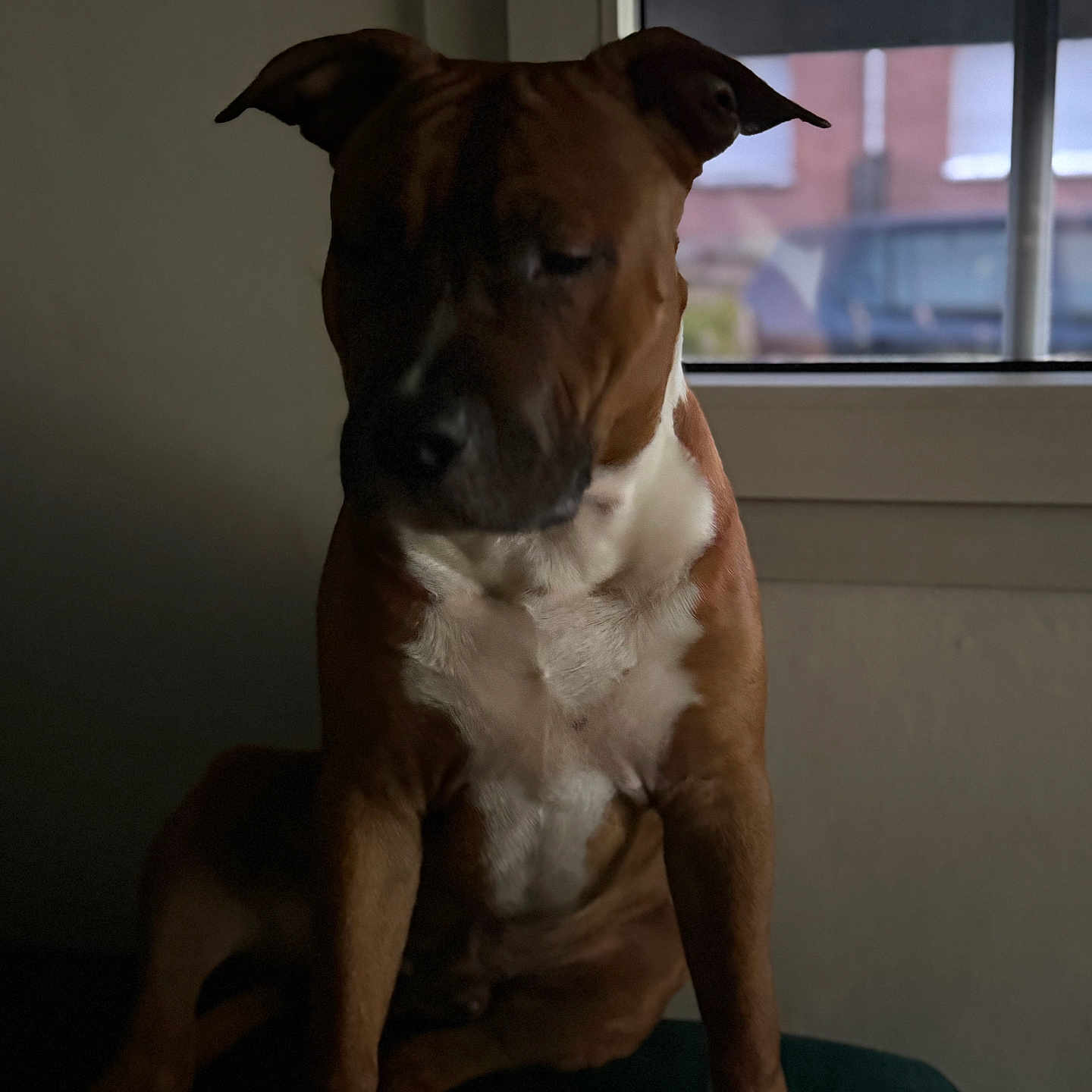 Aiko a rejoint le concours — aidez-le/la à gagner de superbes lots ! animal, brown, calm, canine, companion, dog, domestic_animal, furniture, house, indoor, natural_light, pet, portrait, quiet, resting, shadow, side_view, sitting, white, window