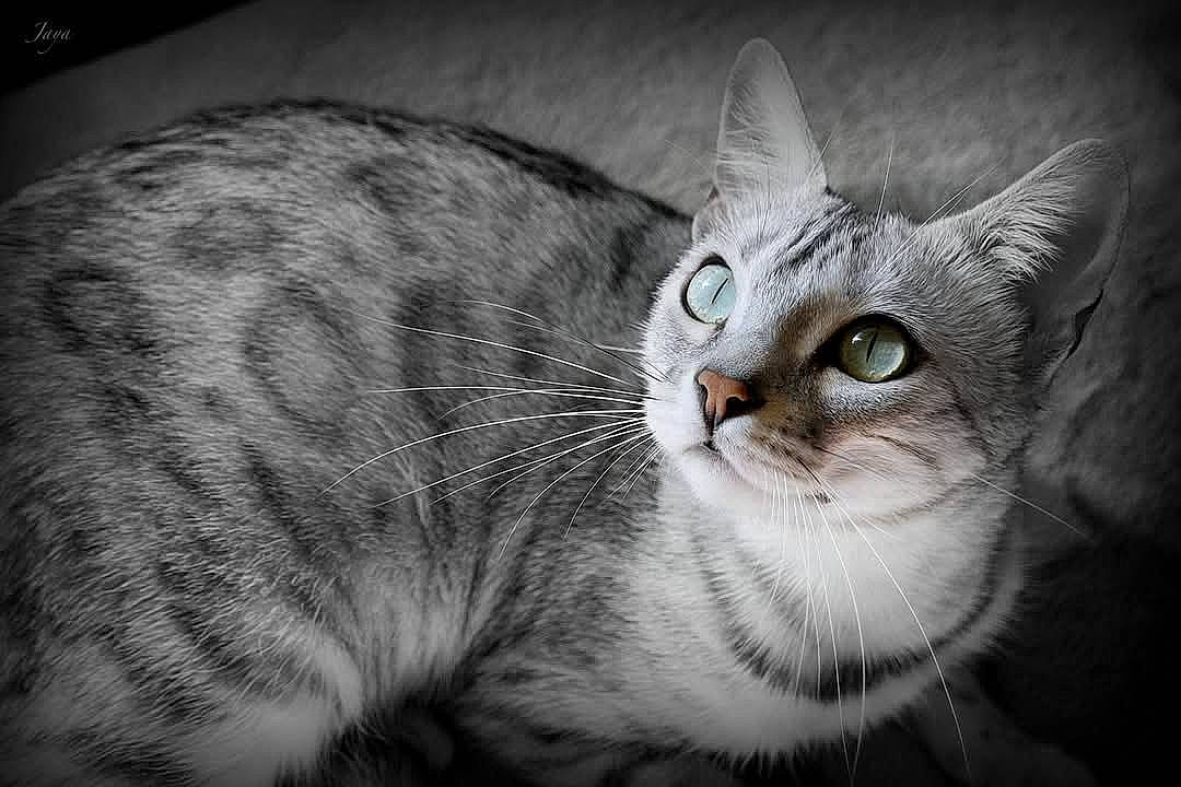 Jaya a rejoint le concours — aidez-le/la à gagner de superbes lots ! abyssinian, angora, animal, cat, egyptiancat, gray, kitten, manx, pet, siamese