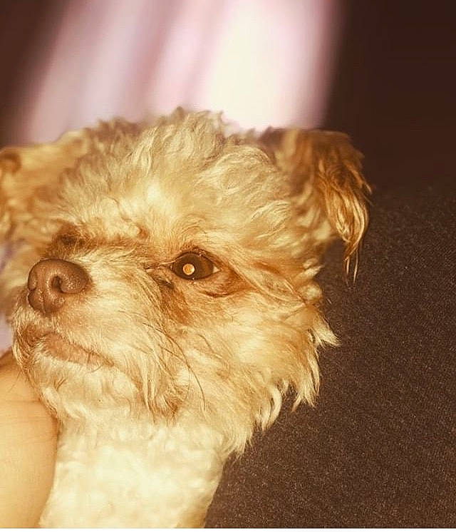 Lightning is registered to the contest to win money with this photo: bolonka, canidae, carnivore, cockapoo, companion_dog, dog, dog_breed, dutch_smoushond, havanese, maltepoo, mammal, morkie, poodle_crossbreed, puppy, rare_breed_dog, schnoodle, snout, terrier, toy_dog, yorkshire_terrier