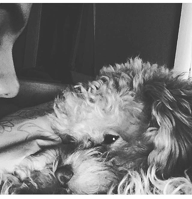 Lightning is registered to the contest to win money with this photo: canidae, carnivore, cavapoo, companion_dog, dog, dog_breed, ear, irish_soft_coated_wheaten_terrier, maltese, miniature_schnauzer, morkie, petit_basset_griffon_vendeen, puppy, schnauzer, schnoodle, sealyham_terrier, shih_tzu, terrier, tibetan_terrier, yorkshire_terrier