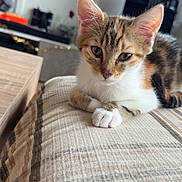 Nala participe au concours pour gagner de l'argent avec cette photo : cat, kitten, calico, animal, pet, feline, portrait, close_up, sitting, lying_down, paws, whiskers, ears, eyes, fur, indoors, living_room, cushion, plaid, cute