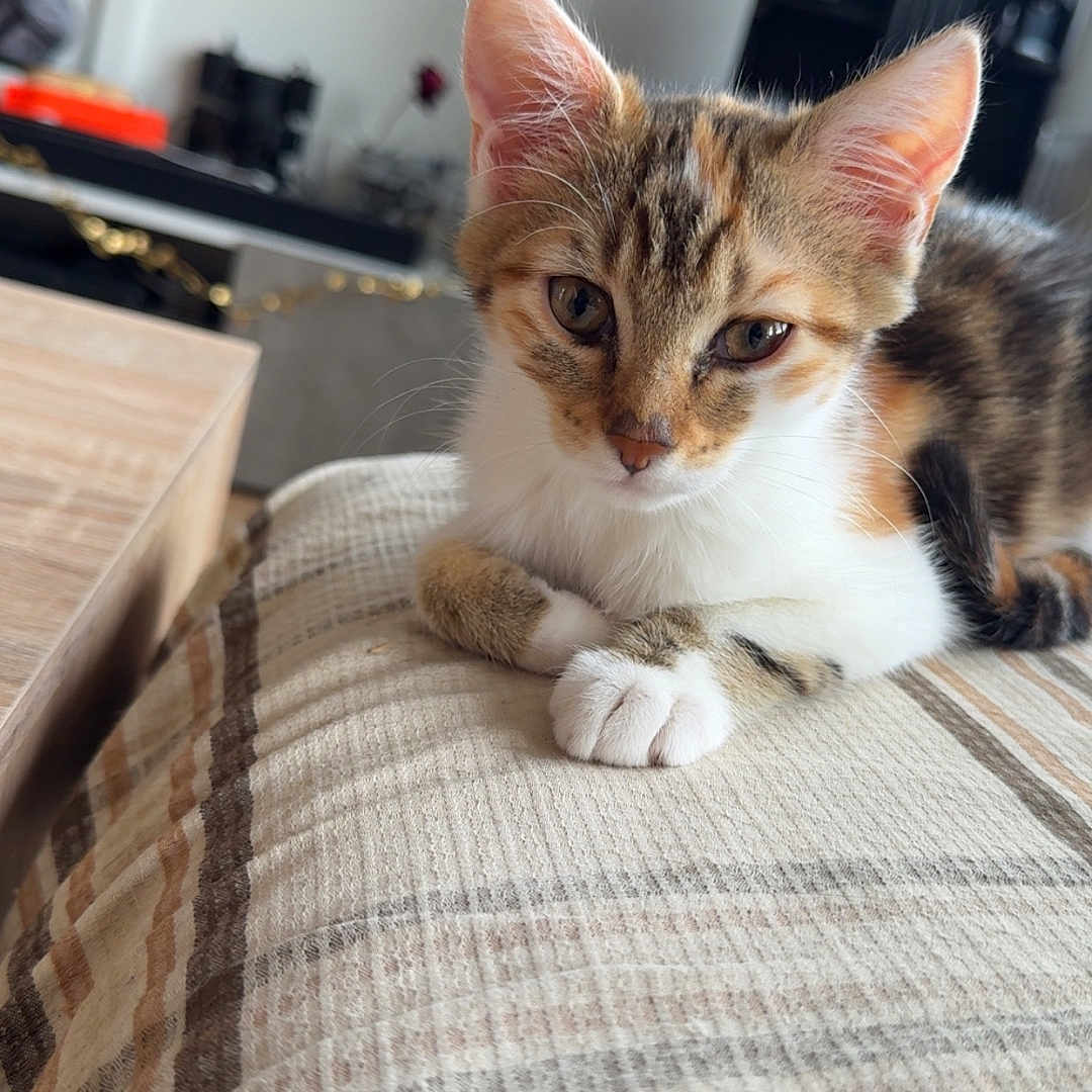 Nala participe au concours pour gagner de l'argent avec cette photo : cat, kitten, calico, animal, pet, feline, portrait, close_up, sitting, lying_down, paws, whiskers, ears, eyes, fur, indoors, living_room, cushion, plaid, cute
