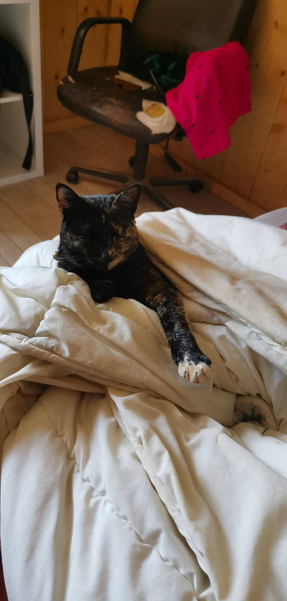 Mimi a rejoint le concours — aidez-le/la à gagner de superbes lots ! bed, bed_sheet, black_cat, carnivore, cat, fawn, felidae, fur, furniture, linens, nap, room, small_to_medium_sized_cats, whiskers