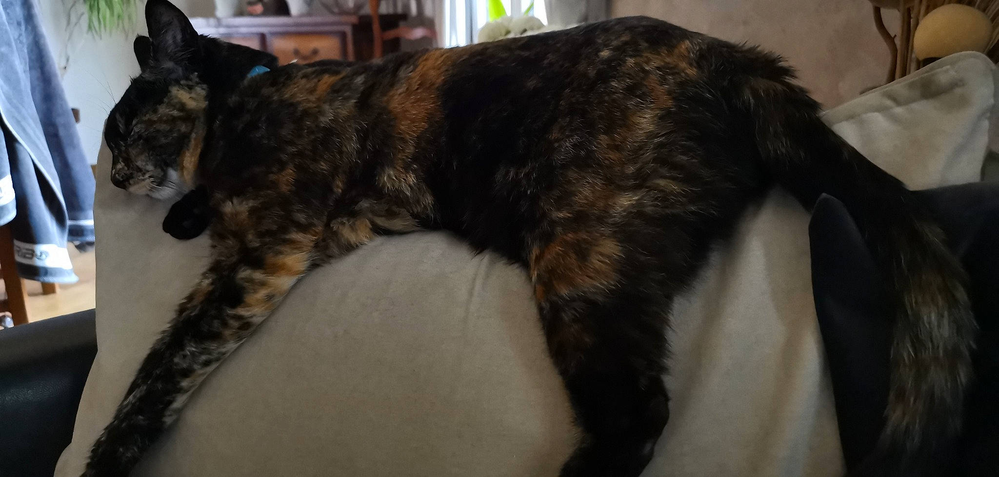 Mimi a rejoint le concours — aidez-le/la à gagner de superbes lots ! carnivore, cat, domestic_short_haired_cat, dragon_li, european_shorthair, felidae, fur, german_rex, mammal, small_to_medium_sized_cats, tail, vertebrate, whiskers