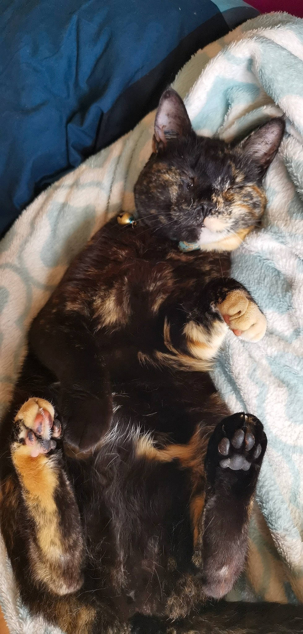 Mimi a rejoint le concours — aidez-le/la à gagner de superbes lots ! asian, black_cat, carnivore, cat, domestic_short_haired_cat, felidae, fur, german_rex, havana_brown, kitten, mammal, oriental_longhair, small_to_medium_sized_cats, whiskers