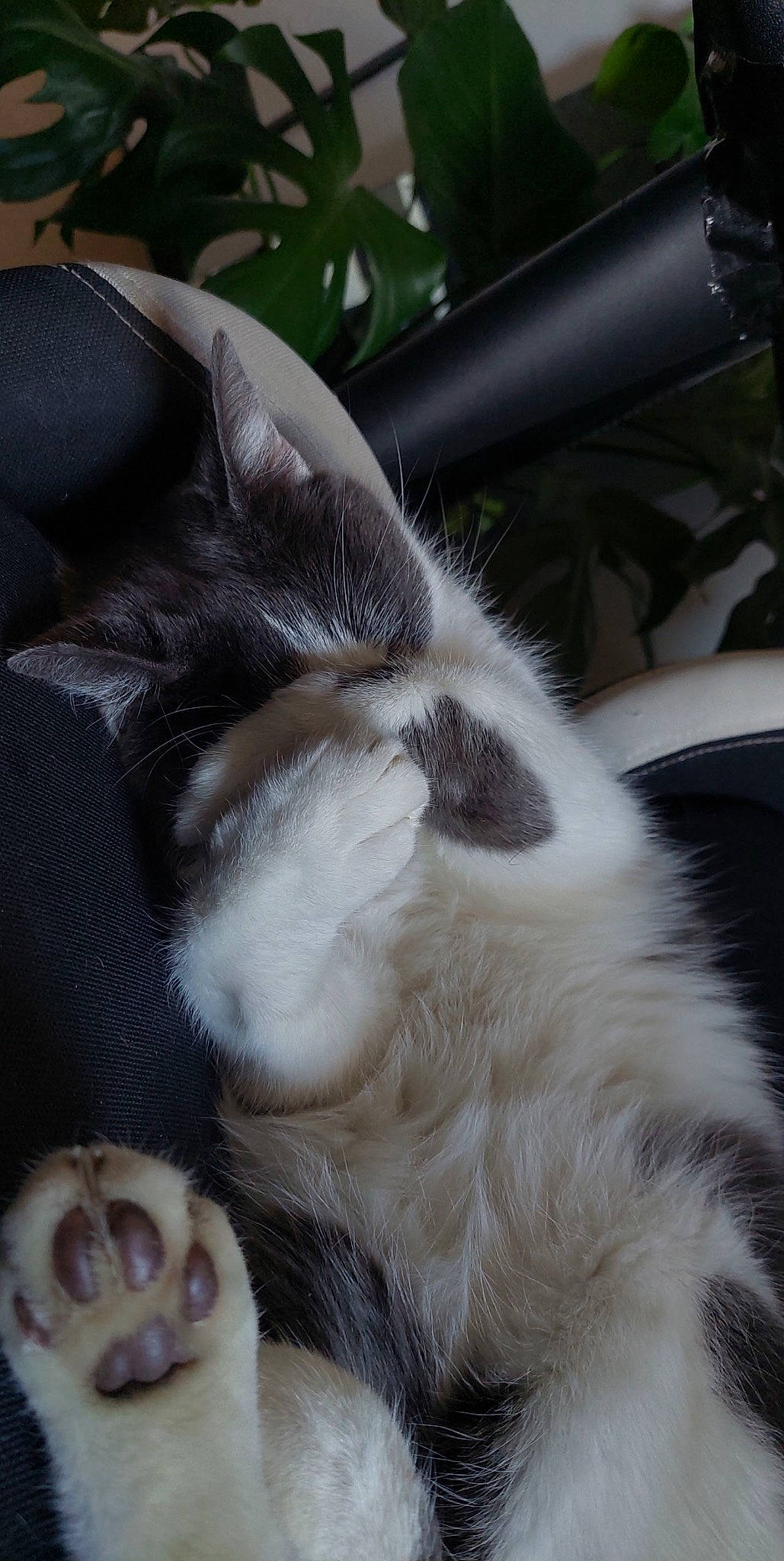 Adolph a rejoint le concours — aidez-le/la à gagner de superbes lots ! carnivore, cat, claw, comfort, companion_dog, dog_breed, felidae, foot, fur, nap, paw, sleep, small_to_medium_sized_cats, snout, sporting_group, tail, whiskers