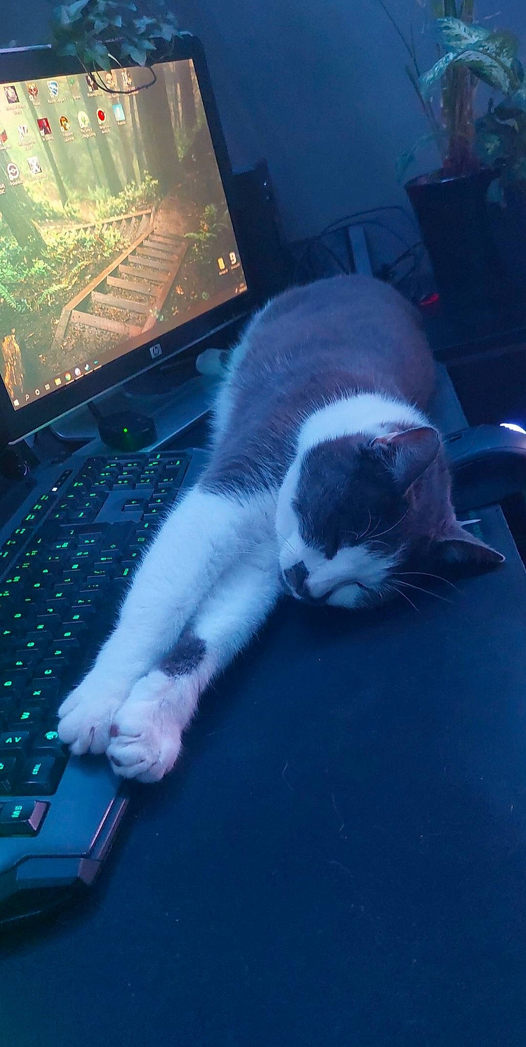 Adolph participe au concours pour gagner de l'argent avec cette photo : carnivore, cat, comfort, computer, computer_keyboard, display_device, felidae, gadget, input_device, lap, laptop, netbook, peripheral, personal_computer, small_to_medium_sized_cats, snout, tail, touchpad, whiskers, window